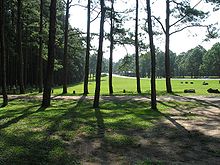 220px-Chiang_Mai_province_pine_forest.jpg