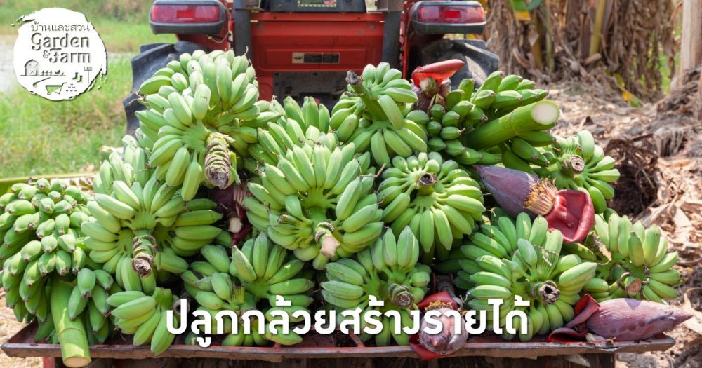 Cover_web_banana-1.jpg